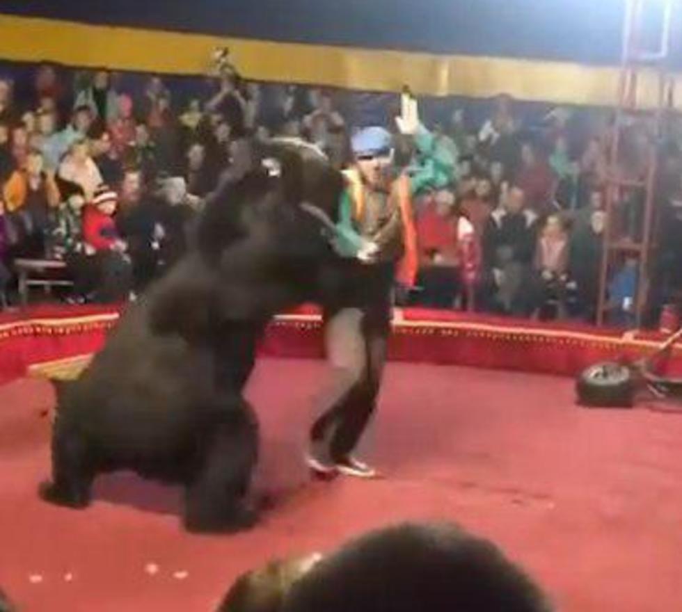 Медведь нападает на дрессировщика. Фото: Галина Гурьева, АР
