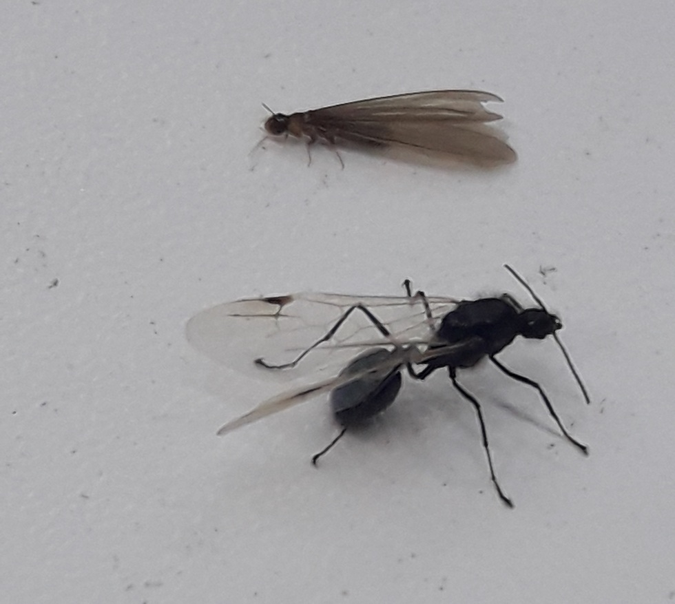 טרמיט ונמלה  (צילום: איתי נבו, מכון דוידסון)