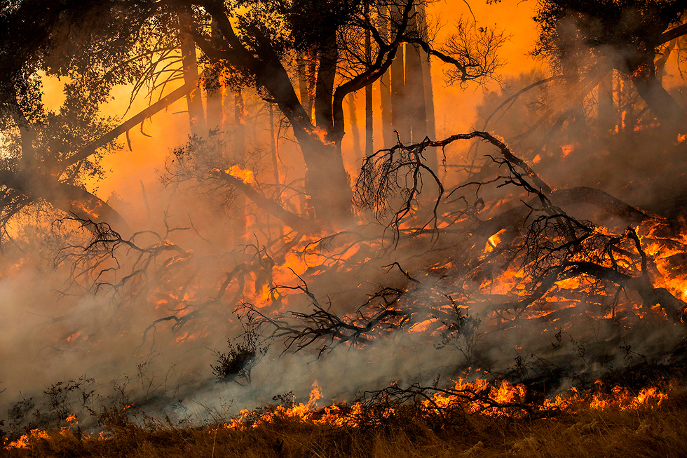 שריפות בהילדסבורג, קליפורניה (צילום: AFP)