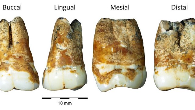 שן טוחנת עליונה ותחתונה שנמצאו במערת מנות. מתוארכות ל 38,000 שנים לפני זמננו (צילום: ד