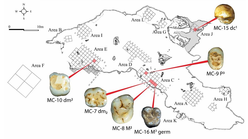 מפת המערה עם סימון המיקום של אזורי מציאת השיניים. (צילום: ד