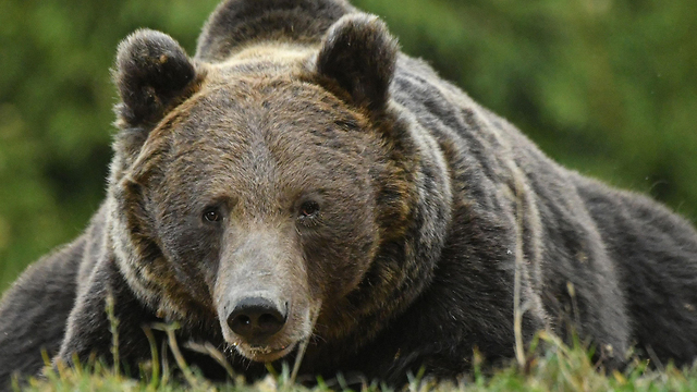 דובים באתר טוסנד ב מרכז רומניה (צילום: AP)