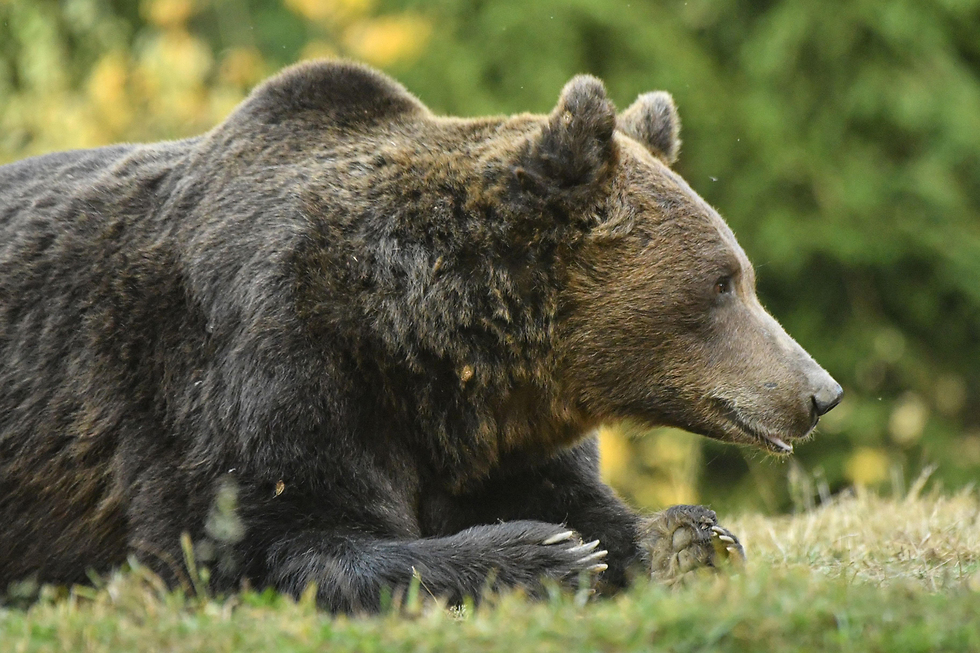 דובים באתר טוסנד ב מרכז רומניה (צילום: AFP)