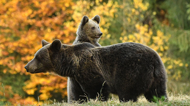דובים באתר טוסנד ב מרכז רומניה (צילום: AFP)