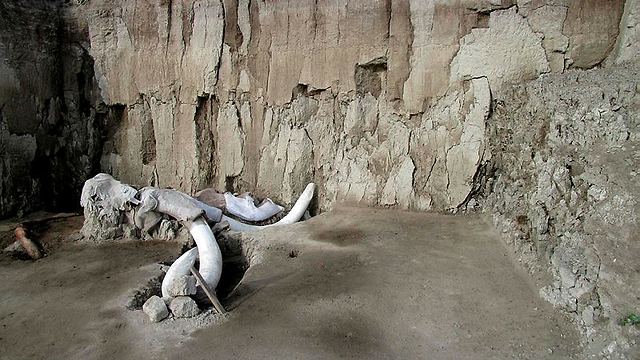 שרידים של ממותה שנפלה למלכודת (צילום: AFP)