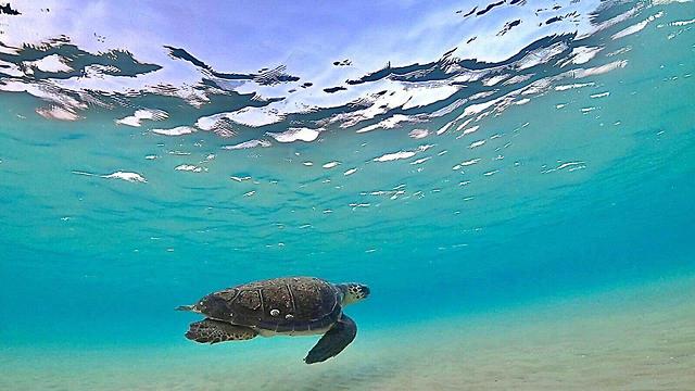 ביום שישי שוחררו צבי ים בגן הלאומי נחל אלכסנדר – חוף בית ינאי (צילום: אילן אלגרבלי, רשות הטבע והגנים)