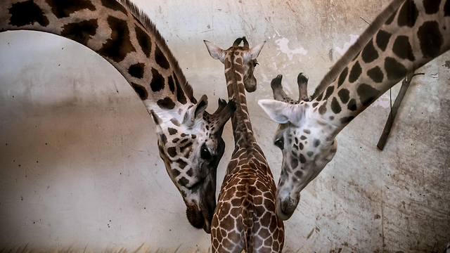 Giraffes at the Prague Zoo, February (Photo: EPA)