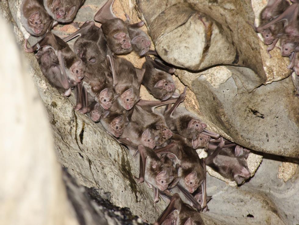 עטלפי ערפד (צילום: shutterstock)