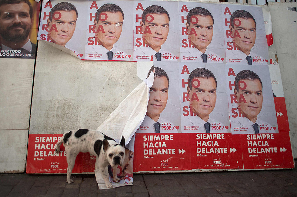 בחירות ספרד ראש הממשלה פדרו סנצ'ז סנצס (צילום: AFP)