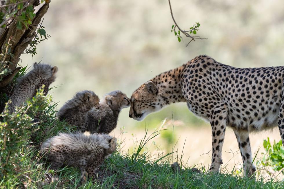 משפחת הברדלסים באפריקה (צילום: Yaron Schmid | YS Wildlife Photography & Safaris)