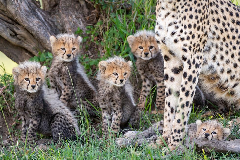 משפחת הברדלסים באפריקה (צילום: Yaron Schmid | YS Wildlife Photography & Safaris)