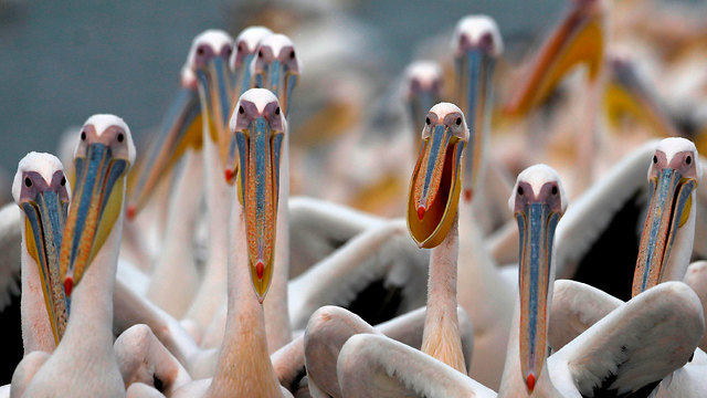 Пеликаны в долине Хефер. Фото: AFP