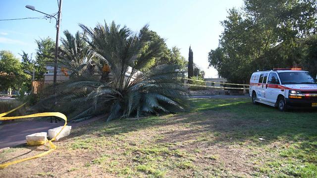 Palm tree which fell on 2 girls (Photo: Yair Sagi)