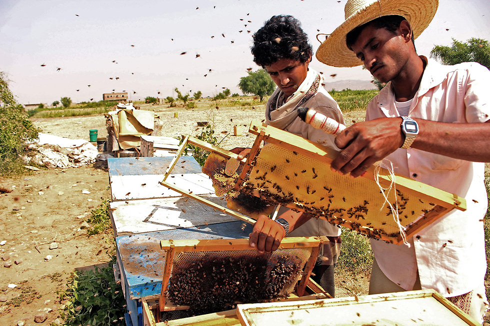 כוורות כוורנים דבוראים דבש דבורים מחוז חאג'ה תימן (צילום: AFP)