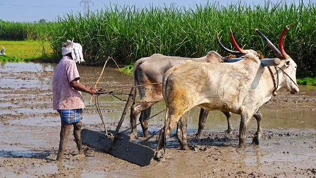 שדה אורז בהודו (צילום: shutterstock)