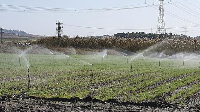 Сельхозугодье в Израиле. Фото: Меши Бен-Ами