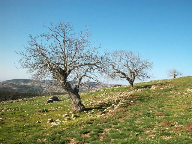 Три ореховых дерева в Хурват-Бак. Фото: Яков Школьник, пресс-служба фонда ККЛ