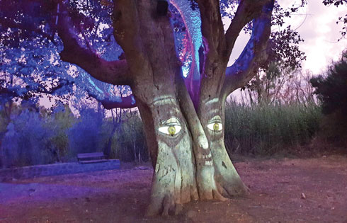 עצים מדברים. לילה בפארק הירדן  (צילום: צביקה בורג)