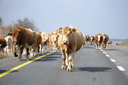 רק ברמת הגולן. עדר פרות צועד בכביש ראשי  (צילום: צביקה בורג)