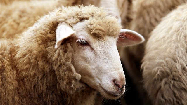 אילוסטרציה ל טקס הקרבה נפאל כבשה כבש (צילום: shutterstock)