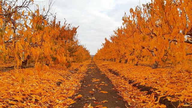 Декабрьский листопад на Голанах. Фото: Анат Зисович