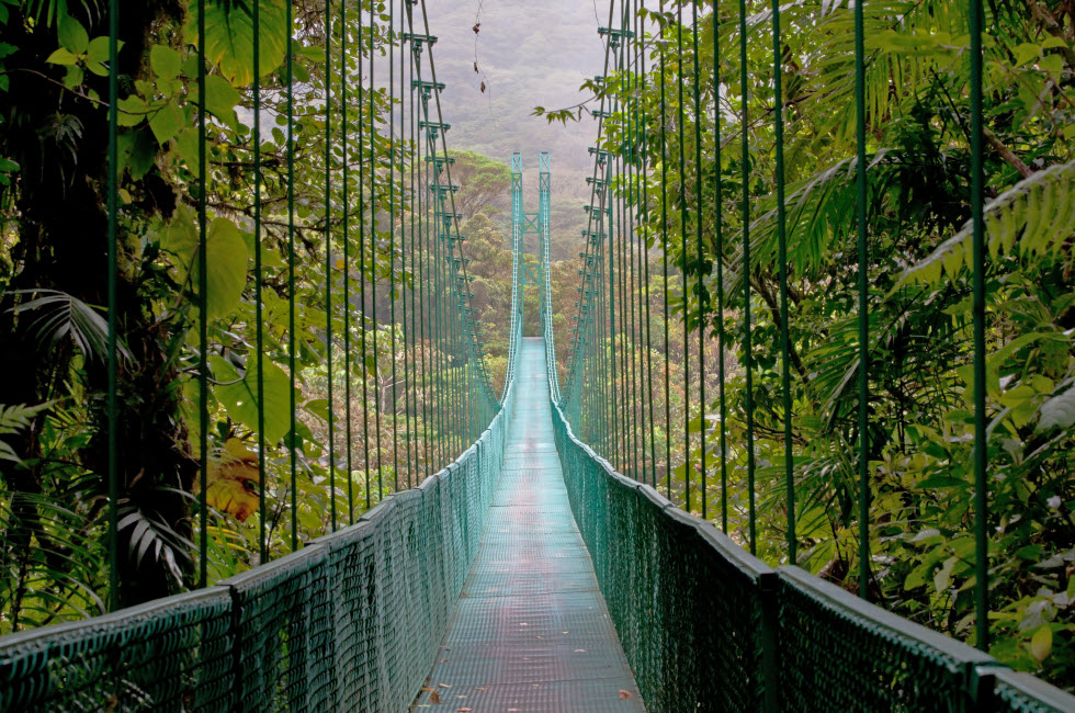 להתפעל מגשרים תלויים בין יערות עננים  (צילום: J. L. Levy)