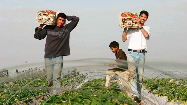 מגדלי תותים פלסטינים בחממה בעזה   (צילום: שאול גולן)