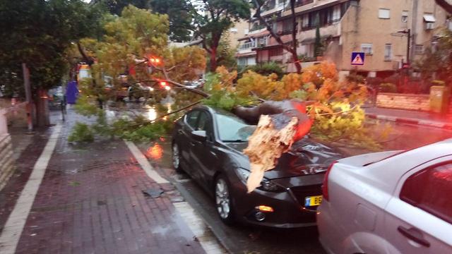 עץ נפל על רכב בקריית ביאליק (צילום: איחוד הצלה כרמל)