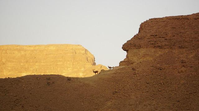 יעלים נצפו בנחל נקרות (צילום: מירון אייל, 'אתנחתא במדבר')