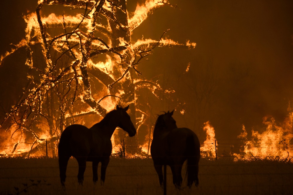 אוסטרליה שריפה שריפות ניו סאות' וויילס אזור סידני (צילום: EPA)