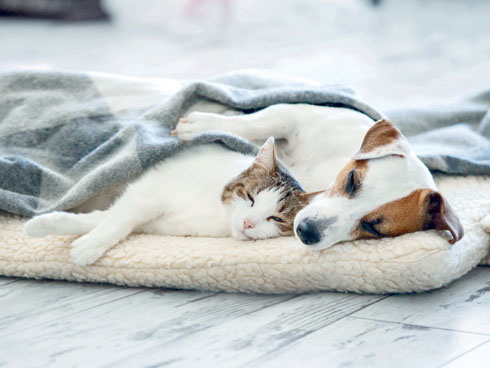 רצוי מאוד שהכלבים ישהו בבית החם בחורף ולא בחוץ כדי לחסוך מהם מחלות מיותרות וחרדות (צילום: Shutterstock)