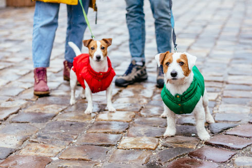 מעיל לכל כלב (צילום: Shutterstock)