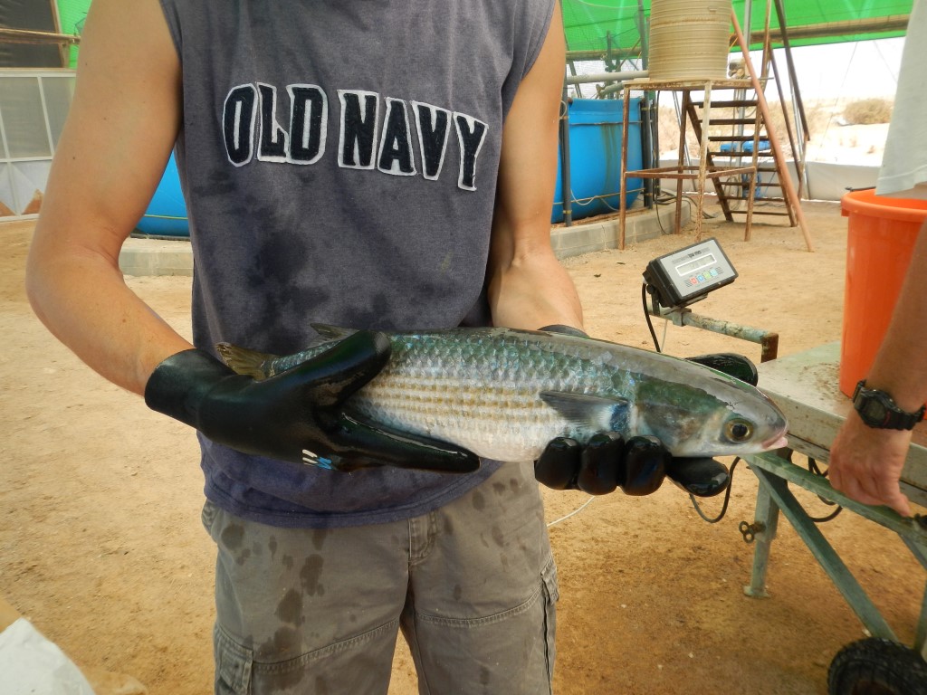 דג בורי מחקלאות ימית  (צילום: מוקי שפיגל)