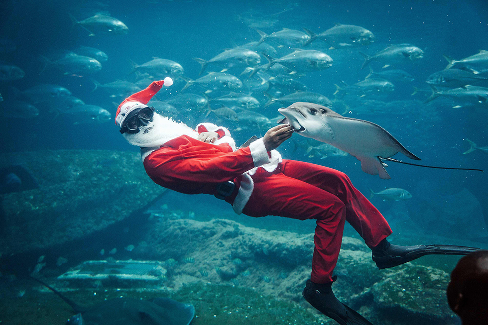 חג המולד דרום אפריקה סנטה קלאוס צולל דרבן (צילום: AFP)