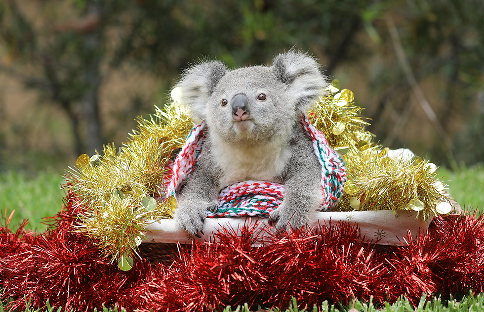חג המולד אוסטרליה קואלה מצפון ל סידני (צילום: EPA)