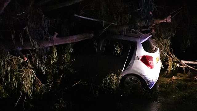 נשר חילוץ נהג קריסת עץ על רכב מזג אוויר (צילום: דוברות כבאות והצלה חיפה)