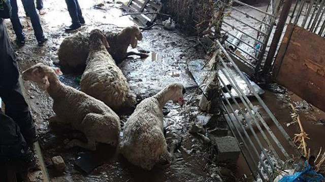כבשים כפר קאסם (צילום: דוברות כבאות והצלה)