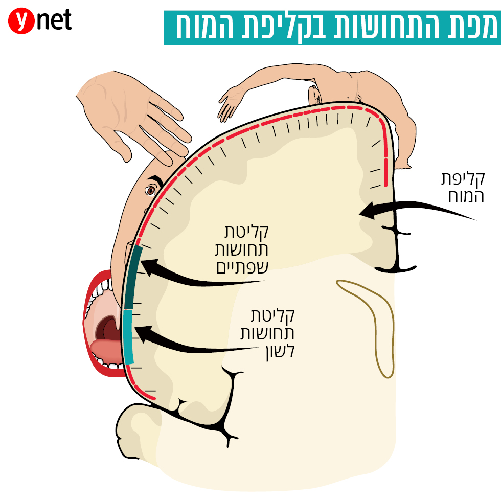 מיפוי השפתיים והלשון במוח (מיפוי השפתיים והלשון במוח)