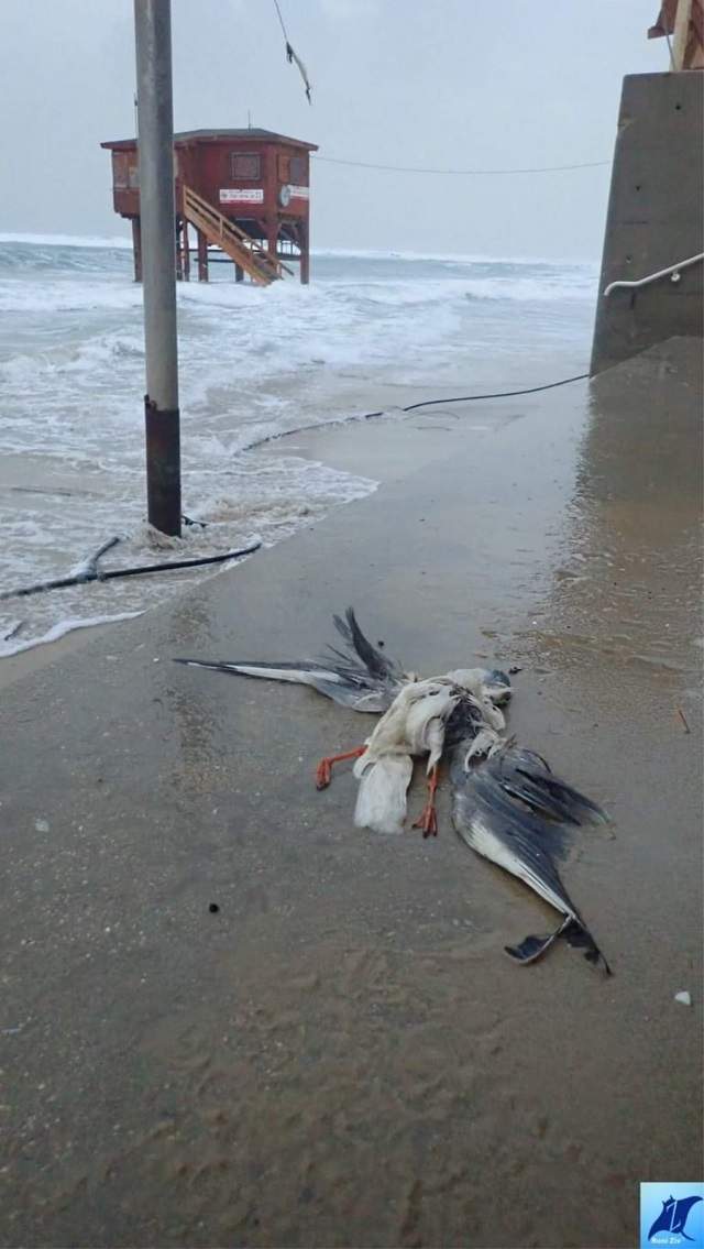 Птицы тоже стали жертвами шторма. Фото: Рони Зив
