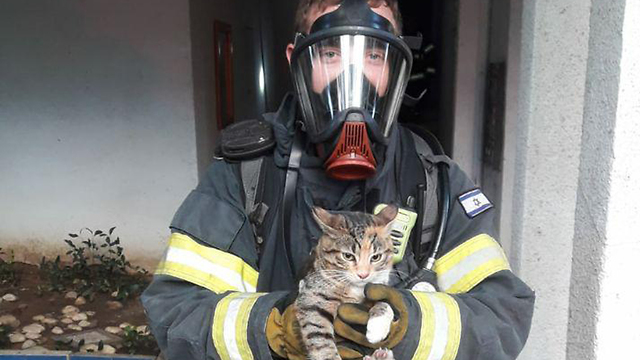 חתול חתולים חילוץ מ שריפה רמת גן  (צילום: דוברות תחנת כב