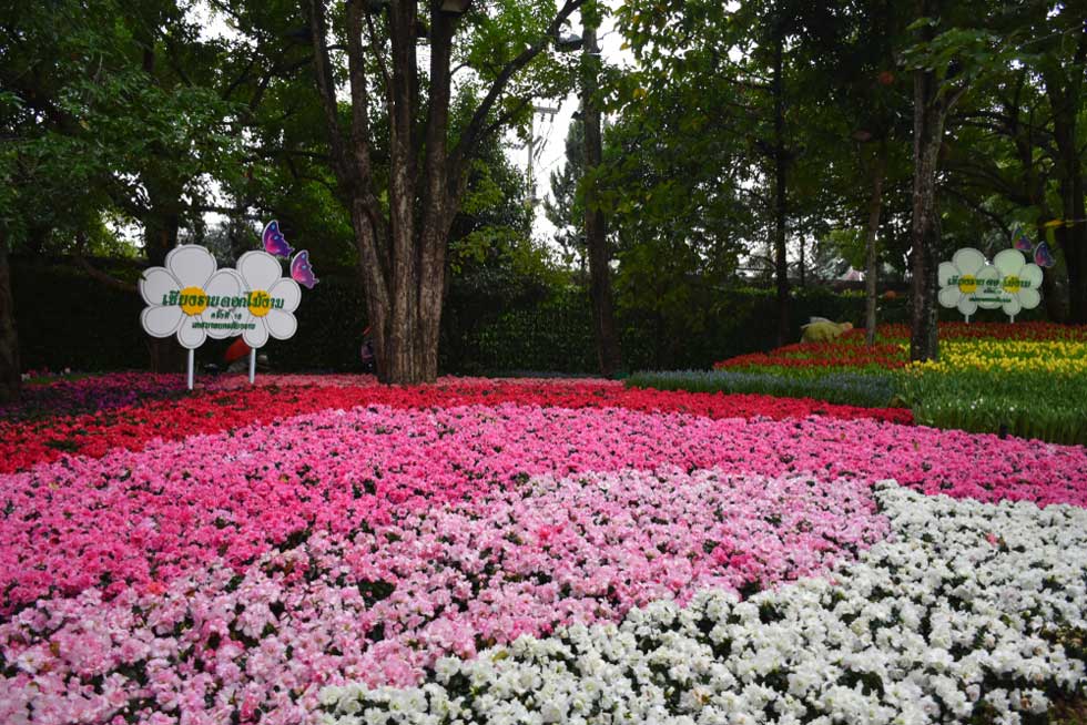  Фестиваль цветов в Чианграe - 2020. Фото: Sophonnawit Inkaew/shutterstock