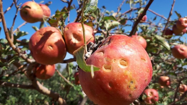נזקי ברד בתפוחים (צילום: מעריכי קנט)