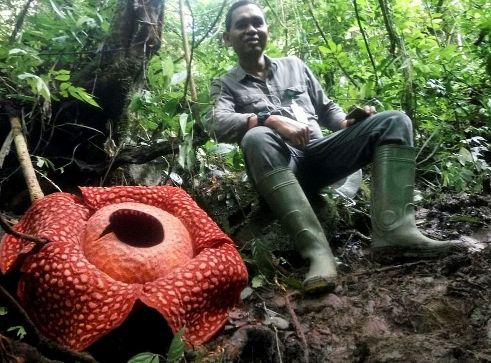 הפרח הגדול שהתגלה באינדונזיה (צילום: AFP)