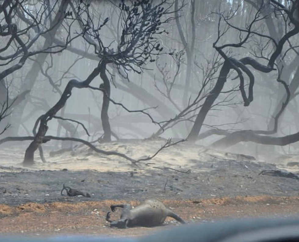 אי הקנגורו קנגורו עצים שרופים שריפה אוסטרליה ()