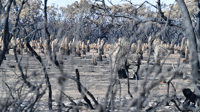 אי הקנגורו קנגורו עצים שרופים שריפה אוסטרליה (צילום: EAP)