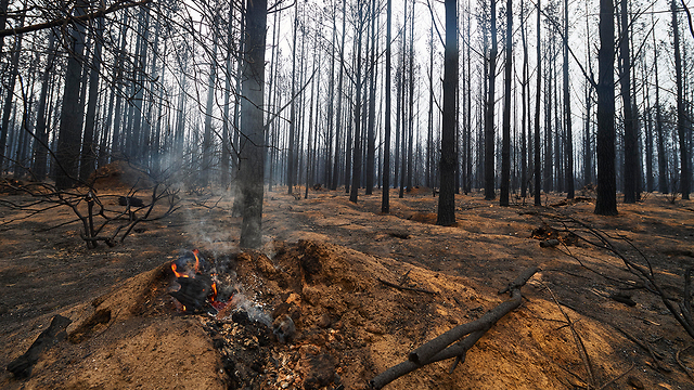 ווינגלו שריפה שריפות אש אוסטרליה (צילום: gettyimages)