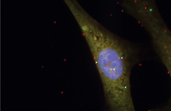 חלקים שונים של הגן צ'ייסר (נקודות המסומנות בחצים) מתבטאים בעיקר בגרעין התא של עובר עכבר (מסומן בכחול). עובדה זו תומכת בהשערה כי הצ'ייסר מעורב בבקרה על פעילות גנים (צילום: מסע הקסם המדעי, מכון ויצמן)