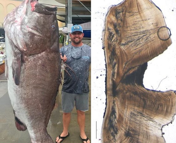Джейсон Бойлл и его улов. Справа - изображение, по которому установили возраст рыбы. Фото: Instagram
