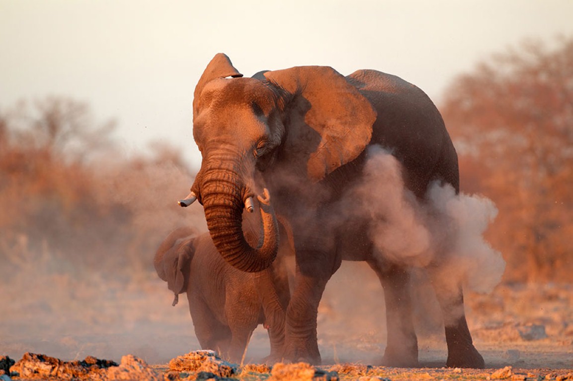 פילים אפריקניים