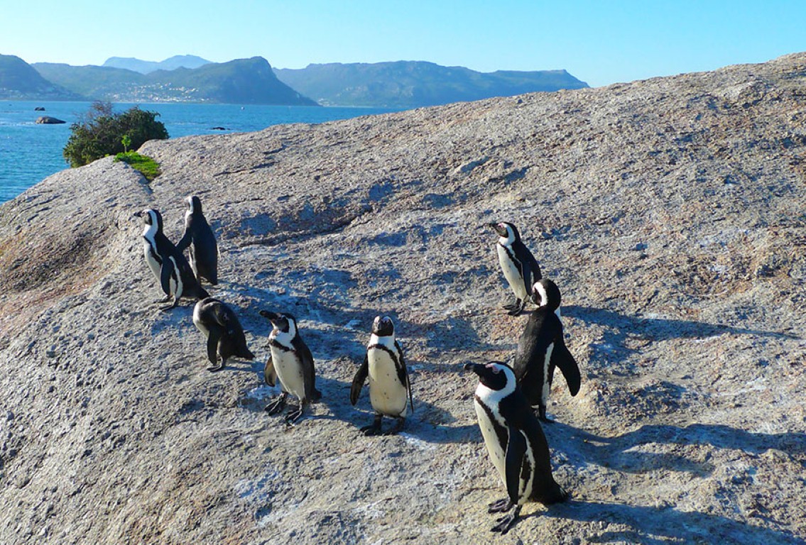 ביקור במושבת פינגווינים